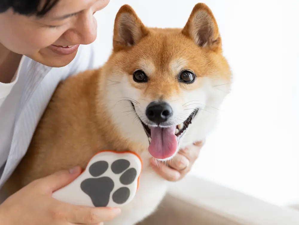 ペットとの暮らし