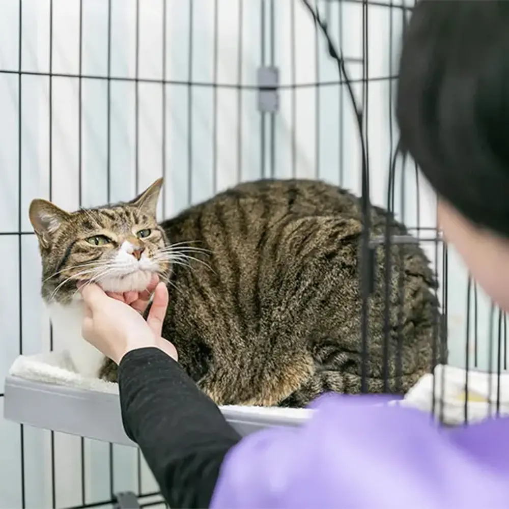 一般社団法人三崎動物保護センター