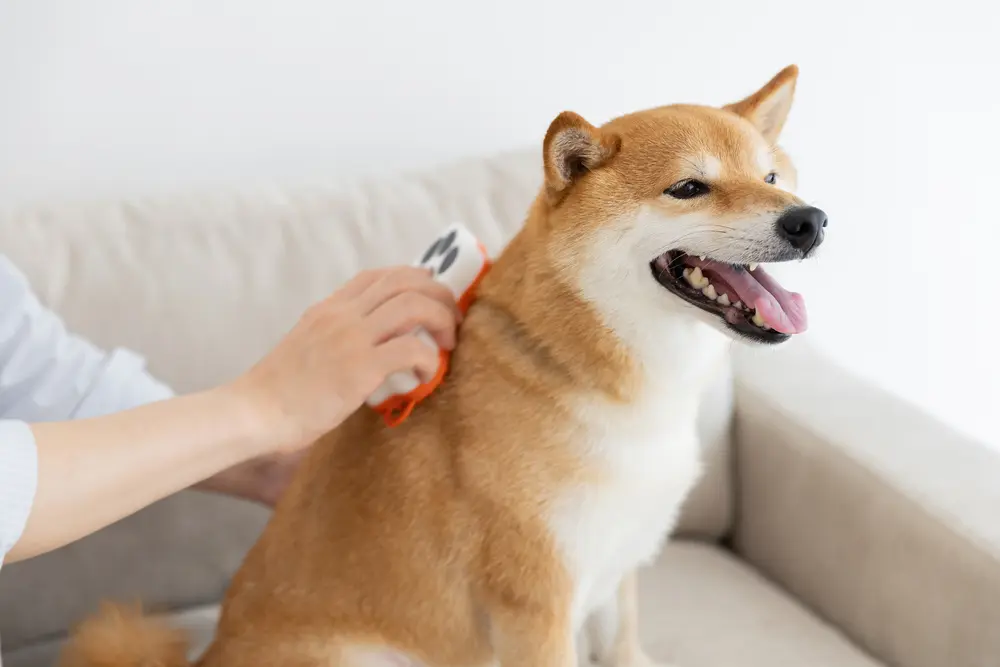 グルッテ
