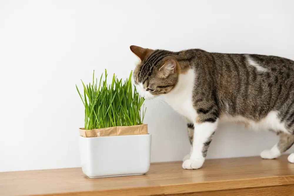 猫草栽培キット にゃんベジ