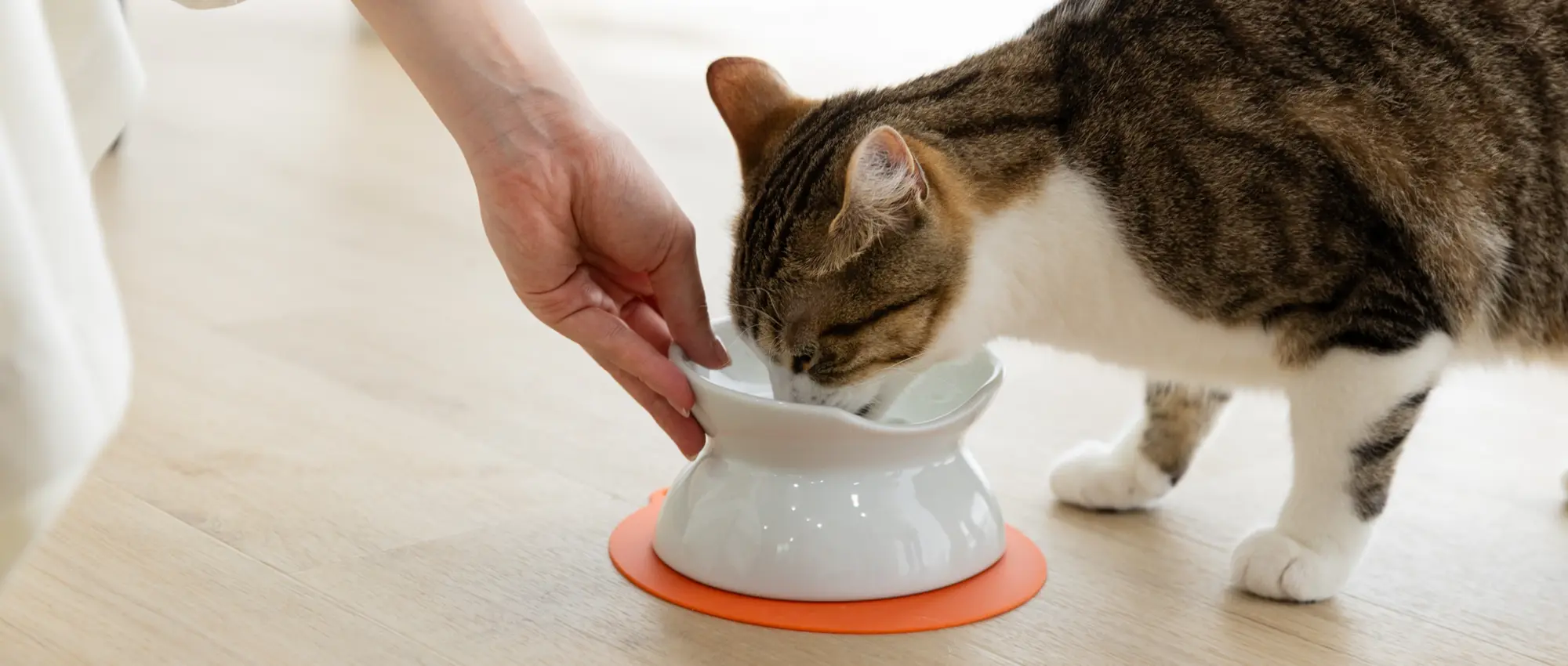 HARIO PET 商品紹介